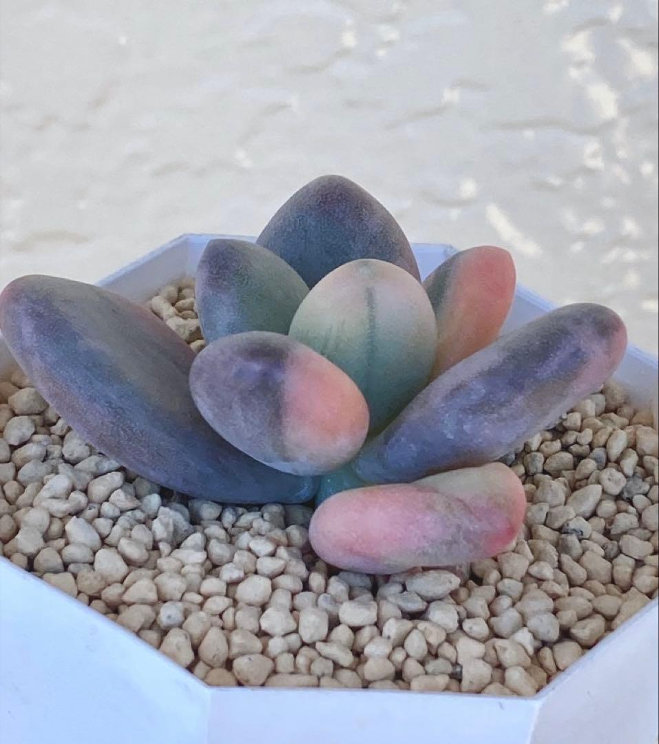 多肉植物　　❁︎星美人錦　カット苗