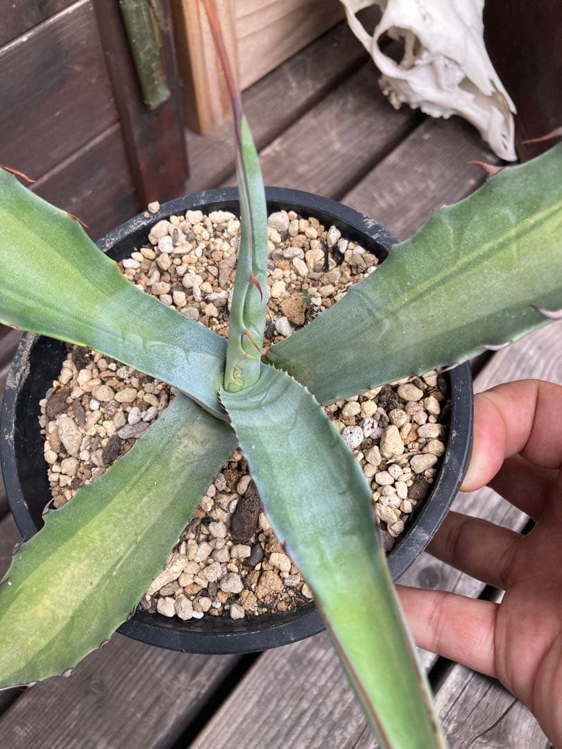 耐寒性アガベ スカブラ中斑◇ドライガーデン錦ユッカ斑入りサボテン多肉　アロエ南国