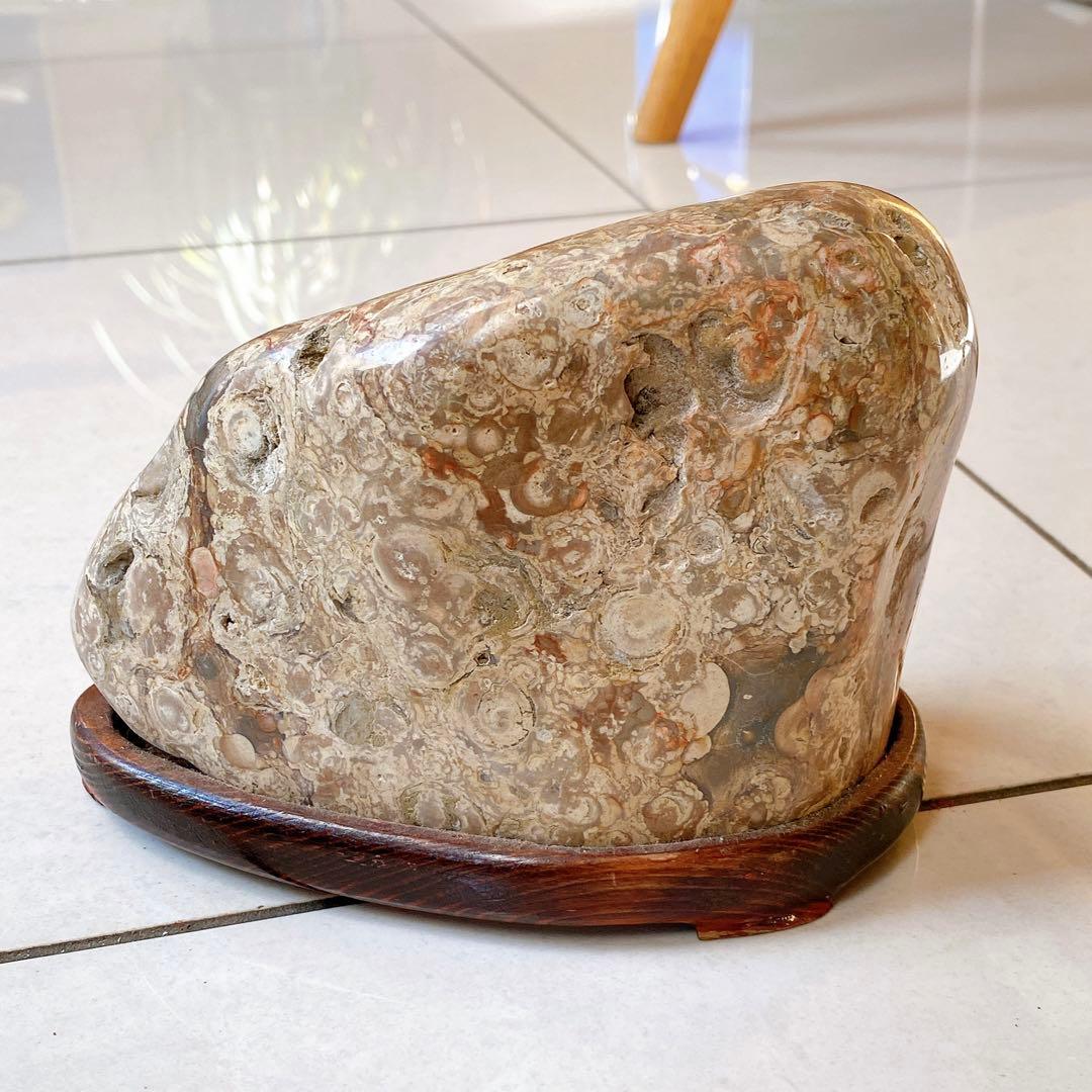 赤花紋　梅花紋　菊花石　鑑賞石