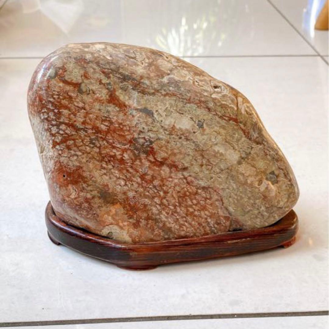 赤花紋　梅花紋　菊花石　鑑賞石