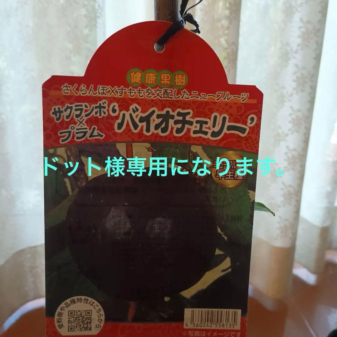 ✳バイオチェリー✳かなりレア物✳、プラム ネスレー２点セット