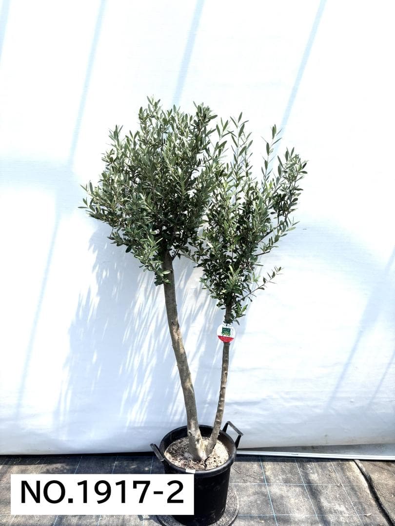 オリーブの木　シプレシーノ　約180cm　NO.1917　大型　現品掲載　古木