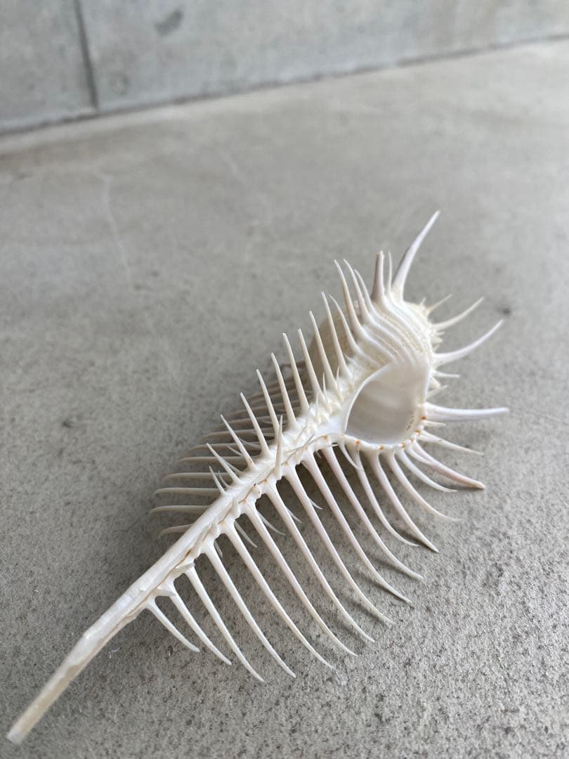 【レア】 標本 タツノオトシゴ オウムガイ オウム貝 ヒレシャコガイ ホネガイ