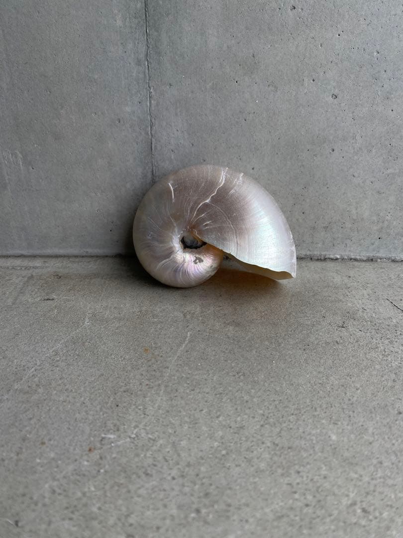 【レア】 標本 タツノオトシゴ オウムガイ オウム貝 ヒレシャコガイ ホネガイ