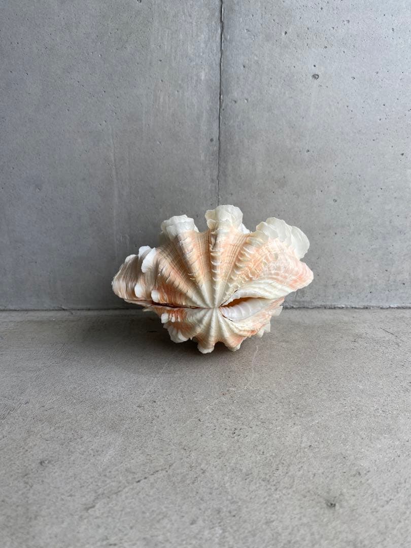 【レア】 標本 タツノオトシゴ オウムガイ オウム貝 ヒレシャコガイ ホネガイ