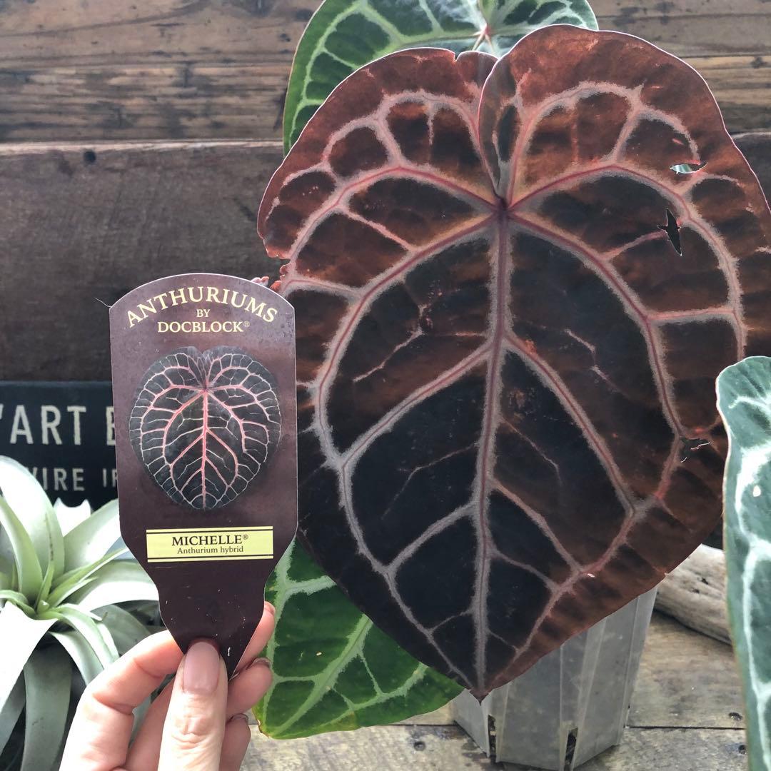 現品！お値下げ♡アンスリウム　ミシェル♡ポットごと♡希少♡観葉植物