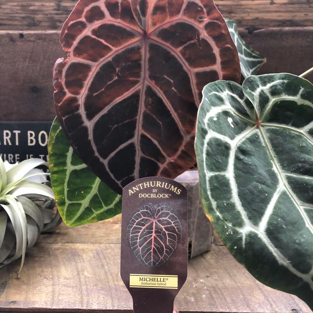 現品！お値下げ♡アンスリウム　ミシェル♡ポットごと♡希少♡観葉植物