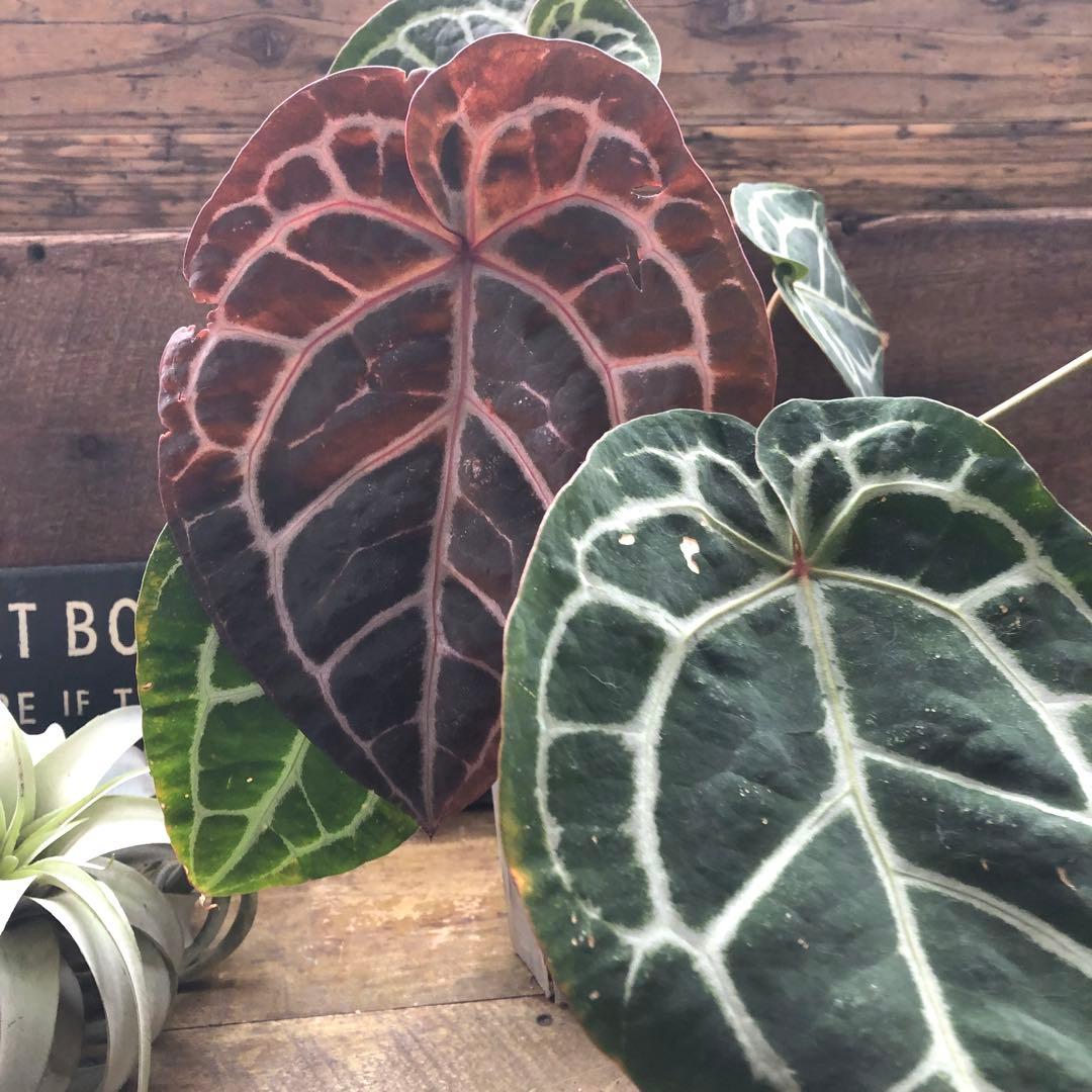 現品！お値下げ♡アンスリウム　ミシェル♡ポットごと♡希少♡観葉植物