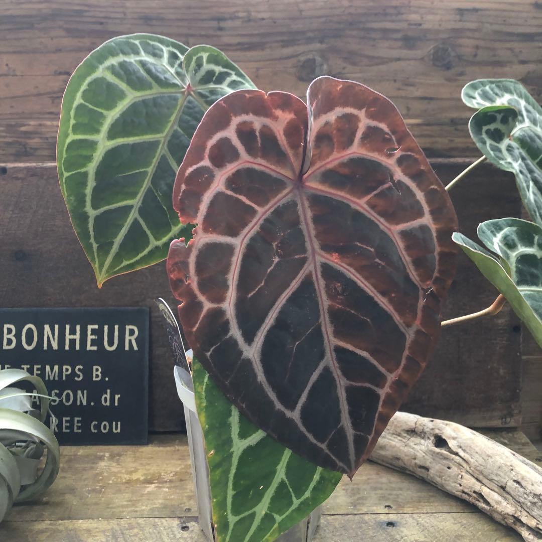 現品！お値下げ♡アンスリウム　ミシェル♡ポットごと♡希少♡観葉植物