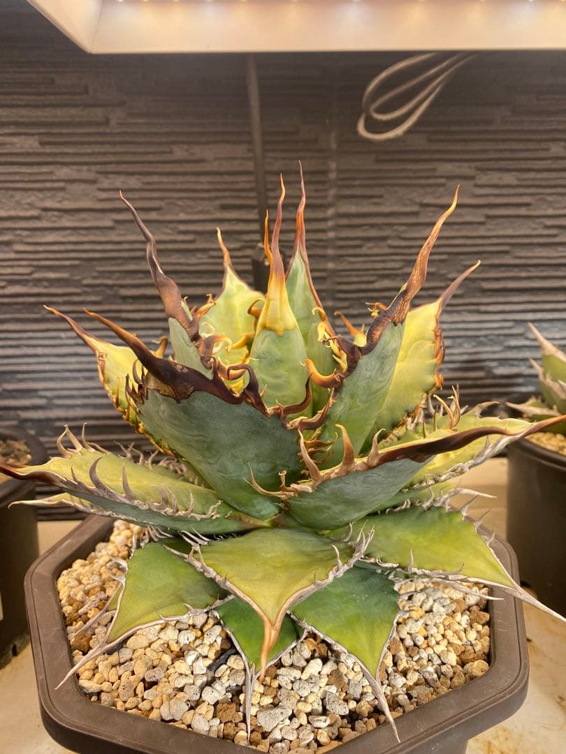 アガベ　オテロイ　実生