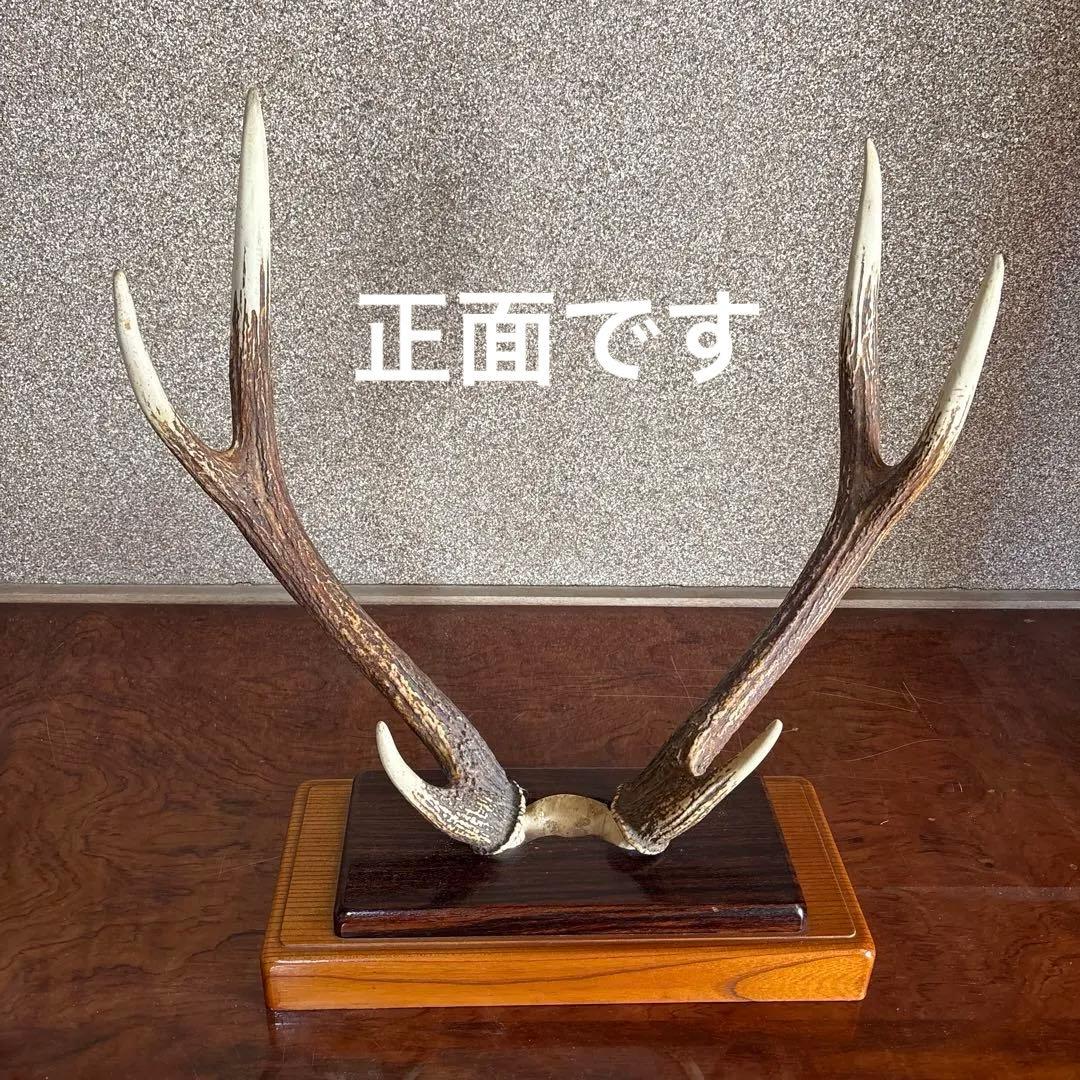 鹿の角　台座付き