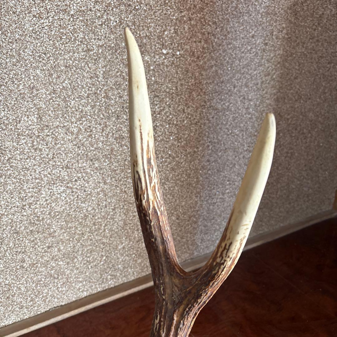 鹿の角　台座付き