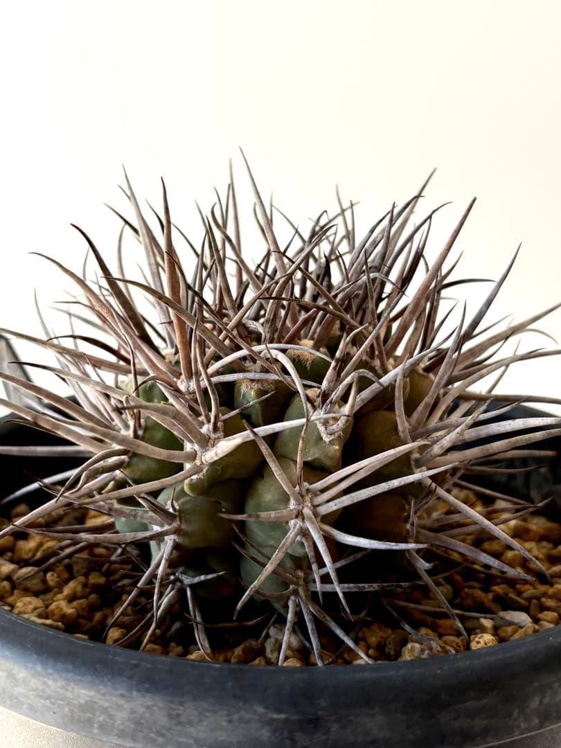 【コレクター品】ギムノカリキウム　守金魔天竜　特大株　発根済　横幅14㎝