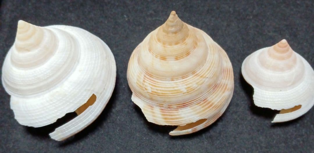 貝殻標本　オキナエビス　の仲間
