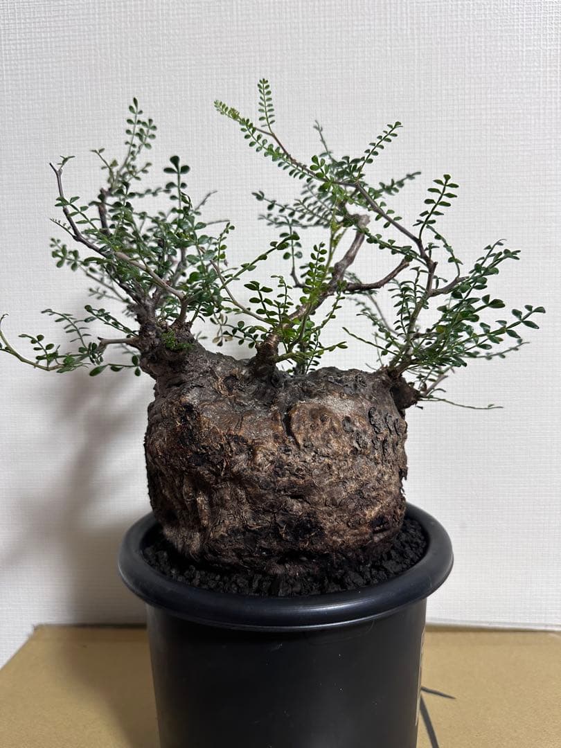 オペルクリカリア　パキプス　発根済　コレクション株　丸型　扁平　コーデックス