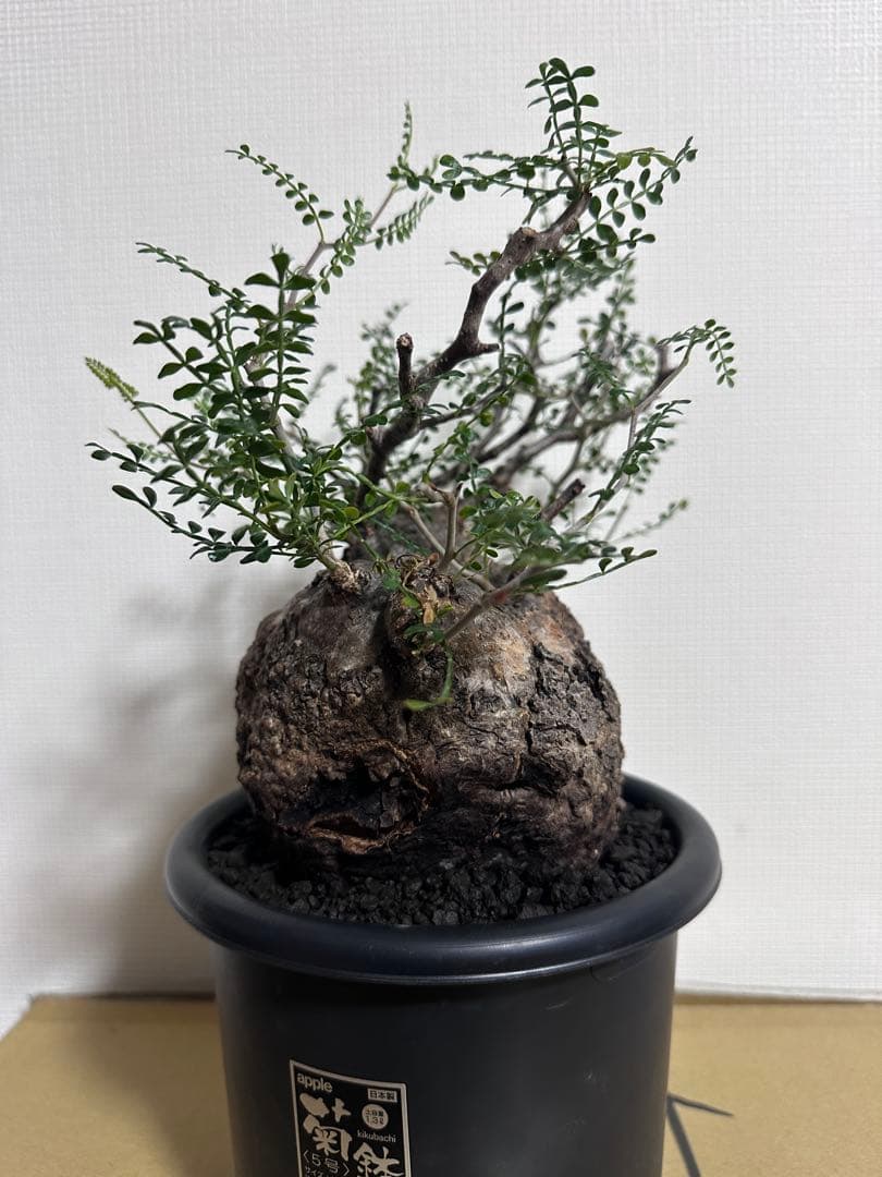 オペルクリカリア　パキプス　発根済　コレクション株　丸型　扁平　コーデックス