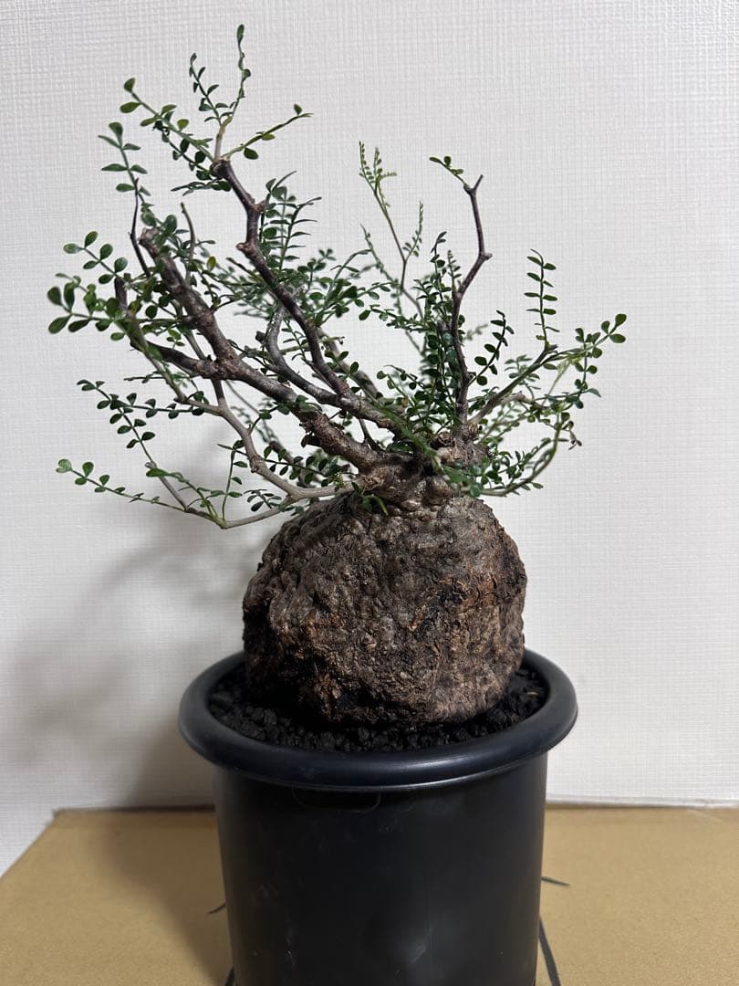 オペルクリカリア　パキプス　発根済　コレクション株　丸型　扁平　コーデックス