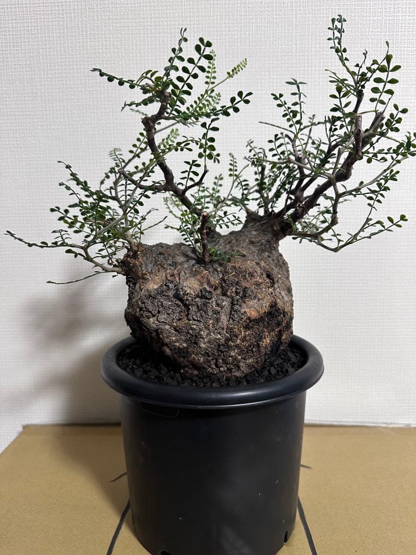 オペルクリカリア　パキプス　発根済　コレクション株　丸型　扁平　コーデックス