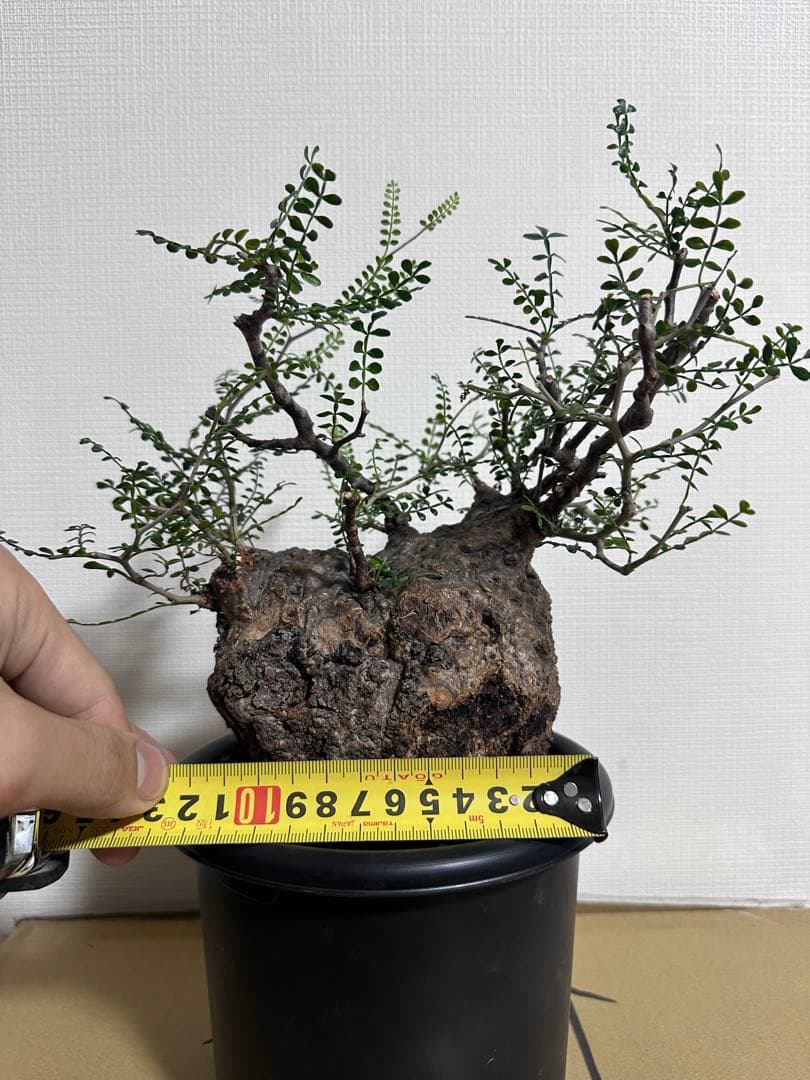 オペルクリカリア　パキプス　発根済　コレクション株　丸型　扁平　コーデックス