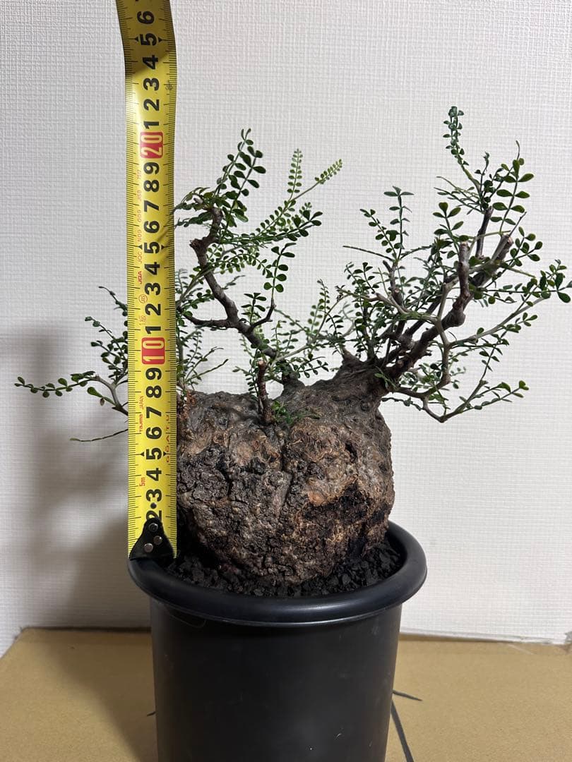 オペルクリカリア　パキプス　発根済　コレクション株　丸型　扁平　コーデックス