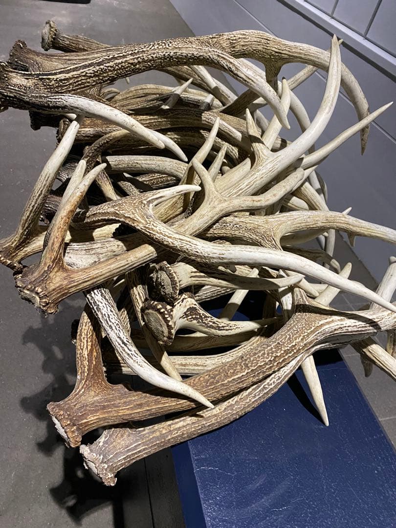 蝦夷鹿の角　58本分　ハネ品7本分無料