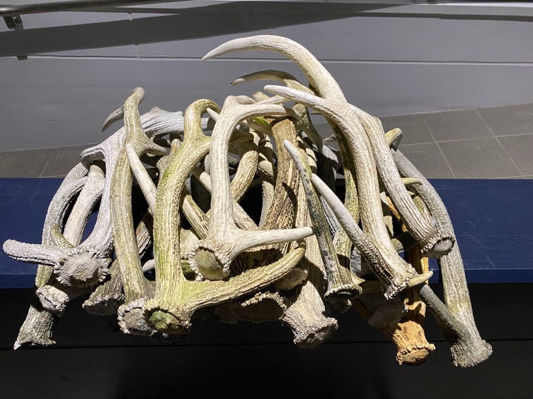 蝦夷鹿の角　58本分　ハネ品7本分無料