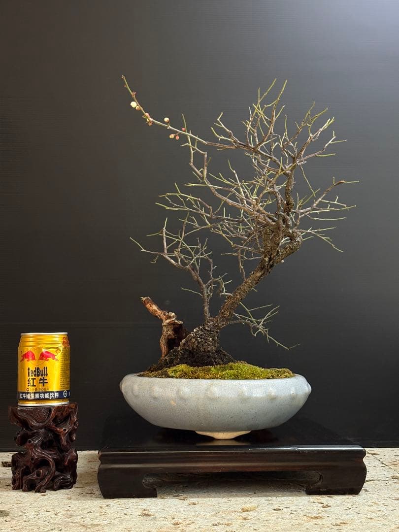 [盆栽]野梅/甲州//黒松/真柏