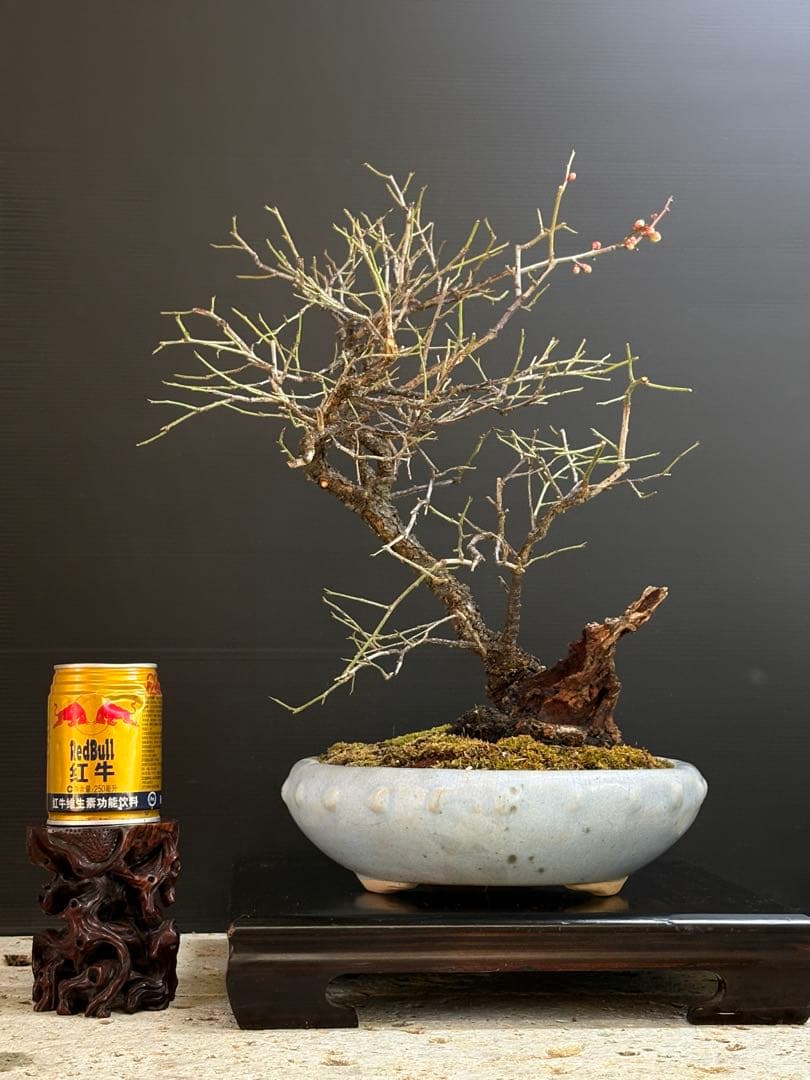 [盆栽]野梅/甲州//黒松/真柏