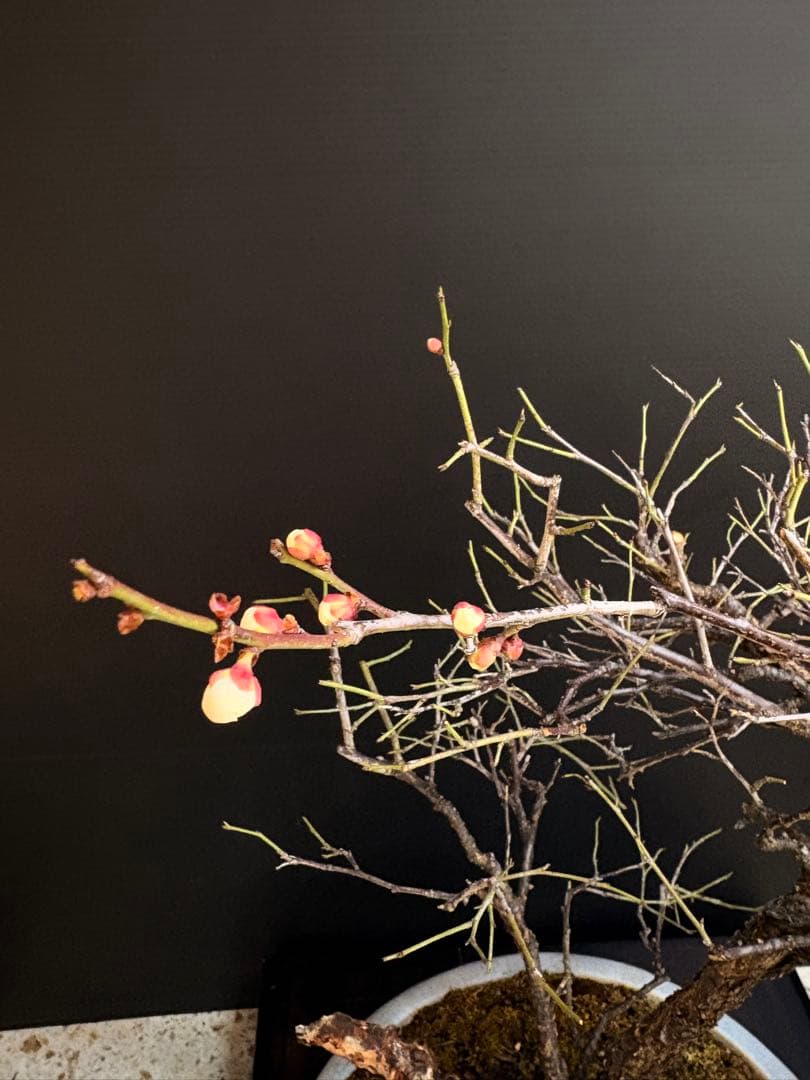 [盆栽]野梅/甲州//黒松/真柏