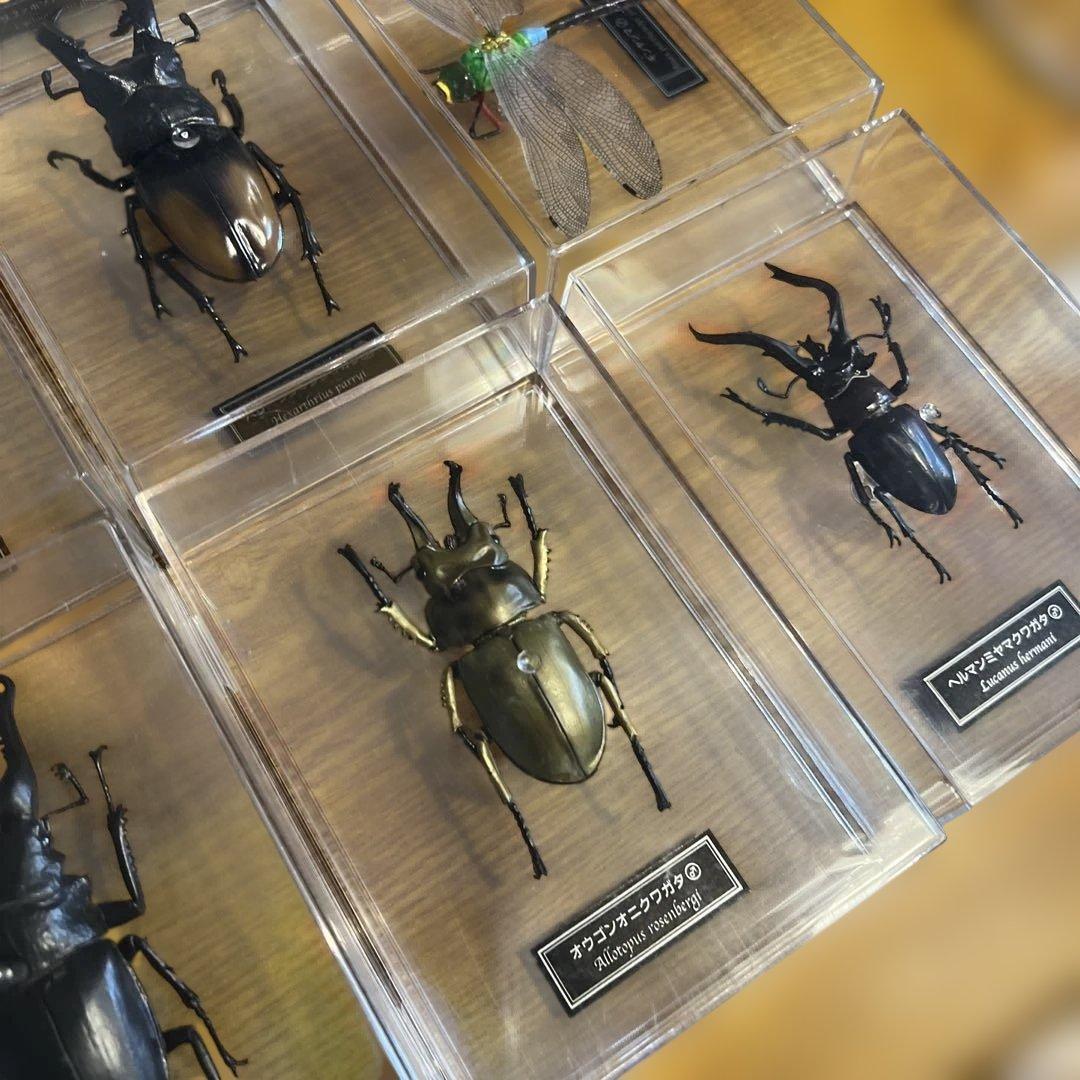 ディアゴスティーニ　世界の昆虫　全64種　コンプリート　クワガタ　カブトムシ