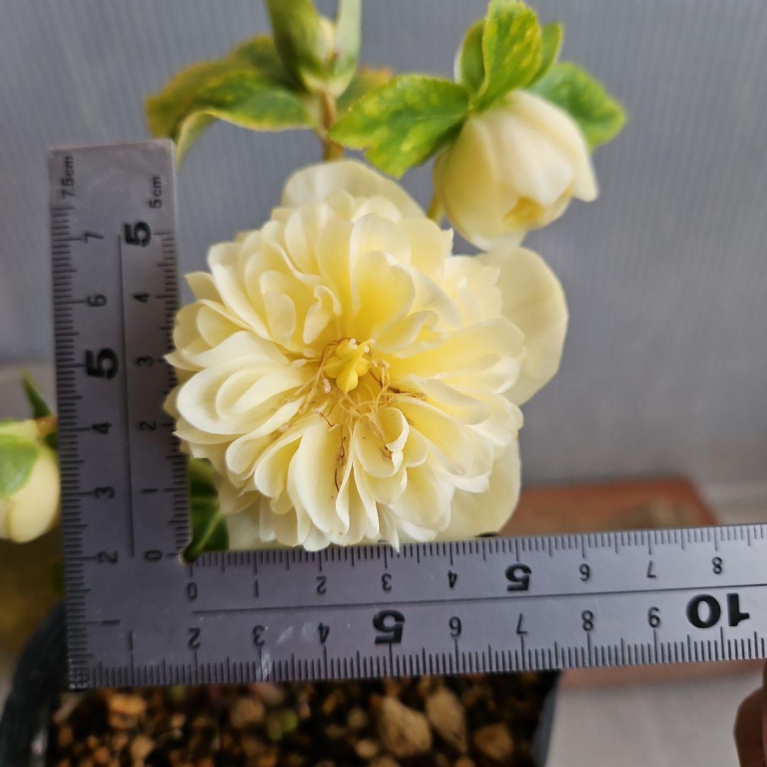 チョラコ☆様お取り置き苗㉖-440クリスマスローズ