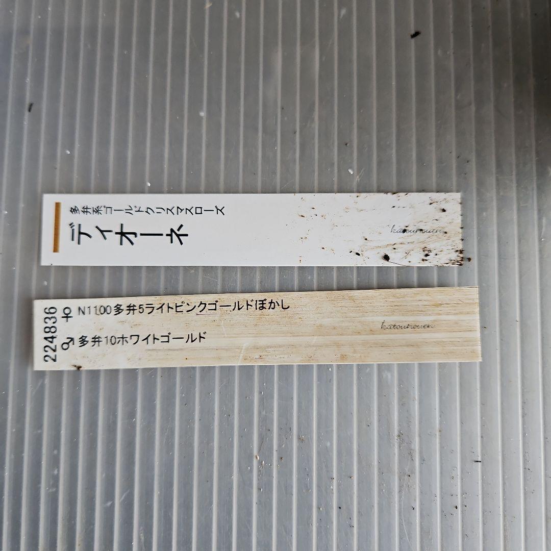 チョラコ☆様お取り置き苗㉖-440クリスマスローズ