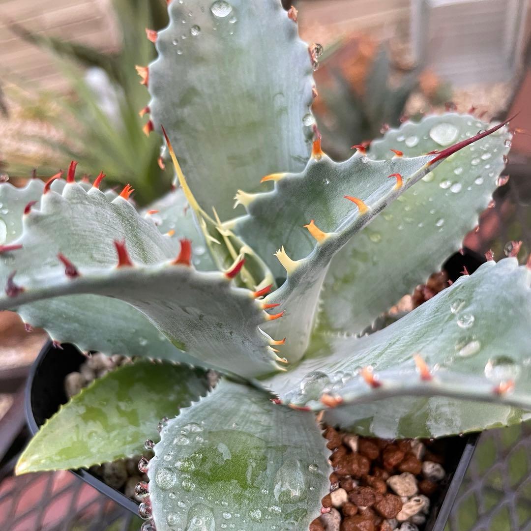 アガベ　赤蟹爪　中株　ハイブリッド　フロスティクリスタル