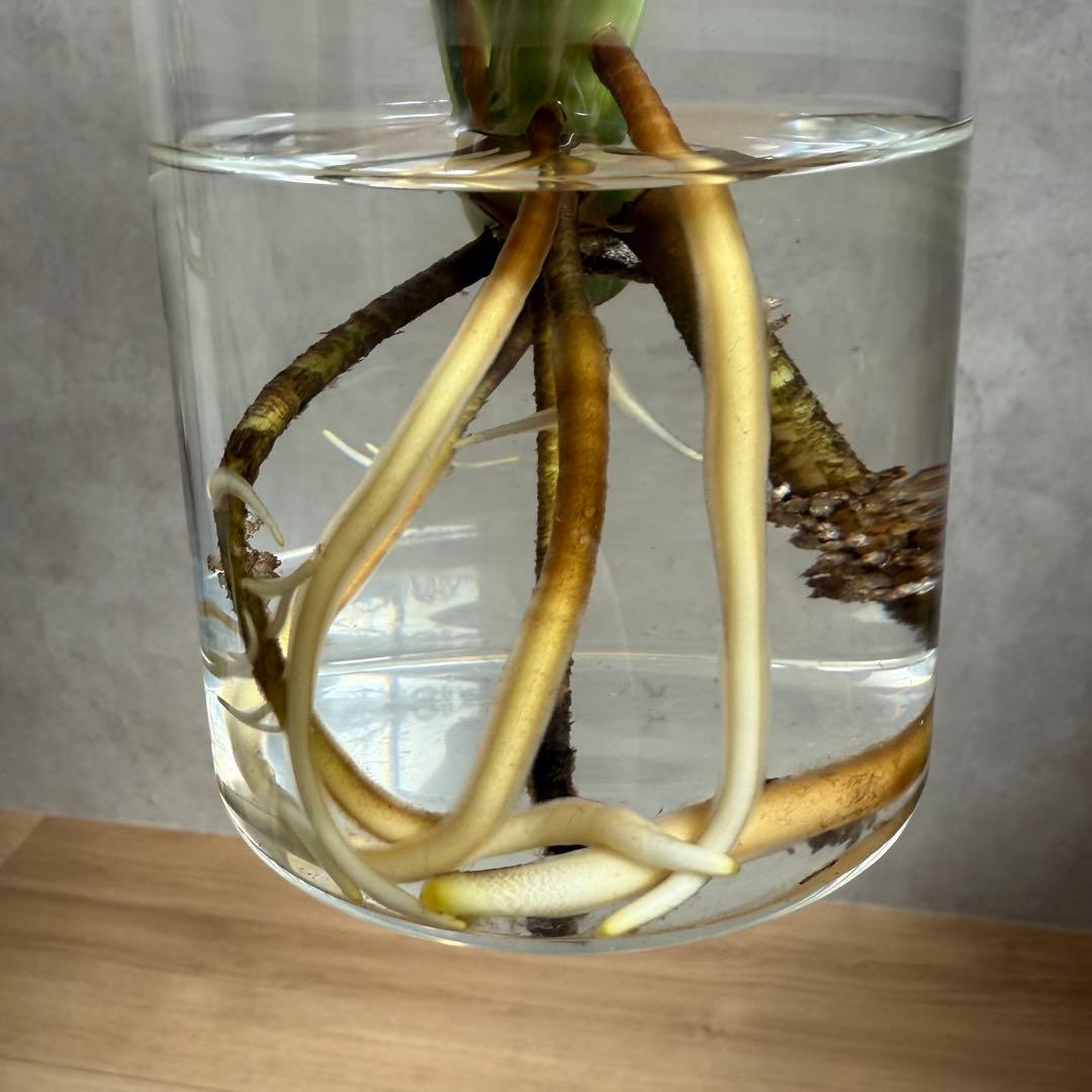 【希少】Monstera deliciosa mint variegata 01