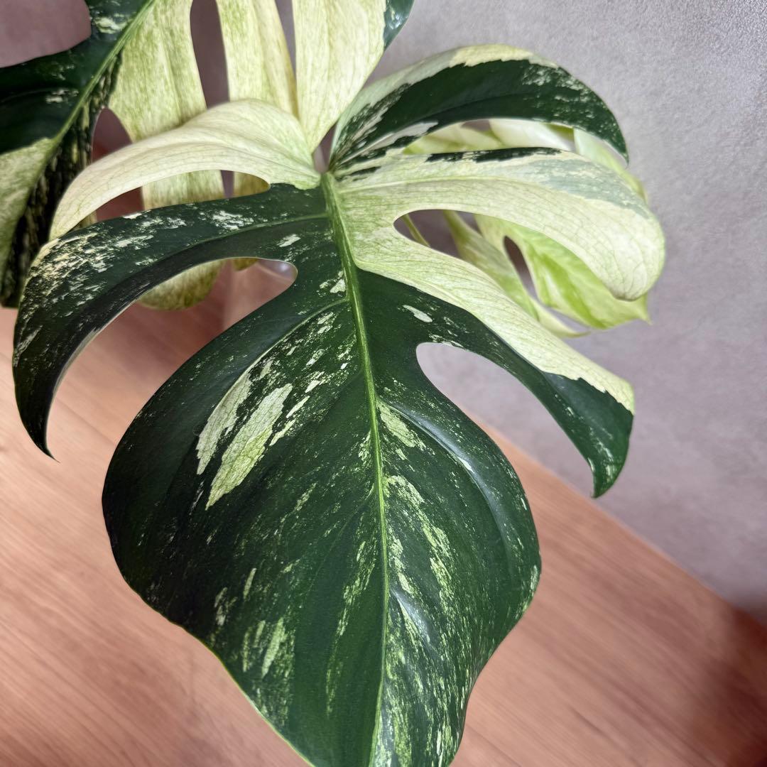 【希少】Monstera deliciosa mint variegata 01