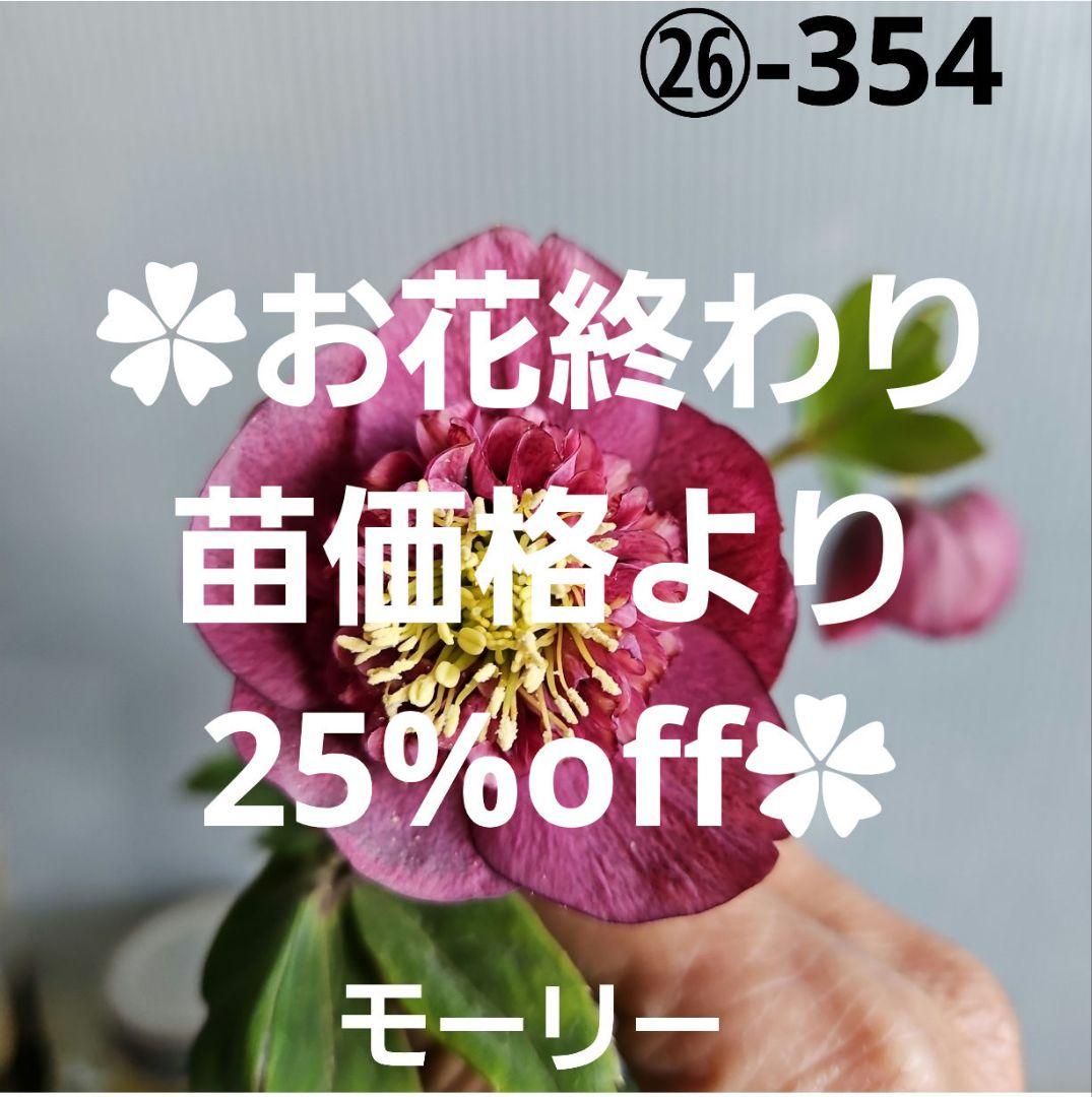 ㉖-354クリスマスローズ