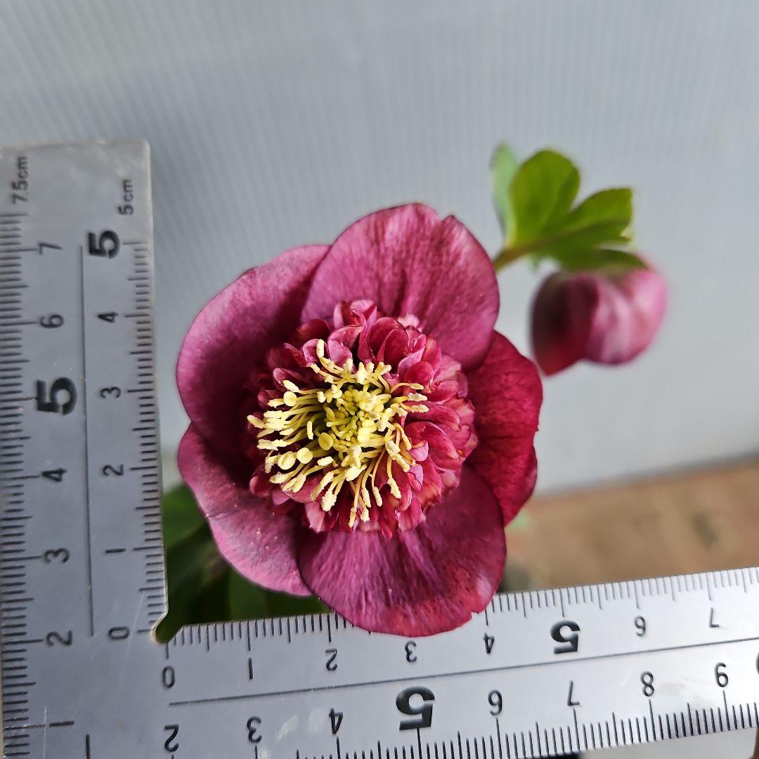 ㉖-354クリスマスローズ