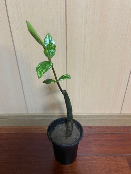 超希少　斑入りオヒルギ