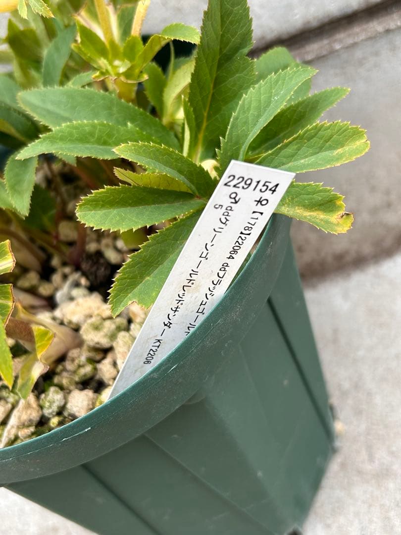 開花3蕾12　充実株　加藤農園　ddゴールド濃フラッシュ