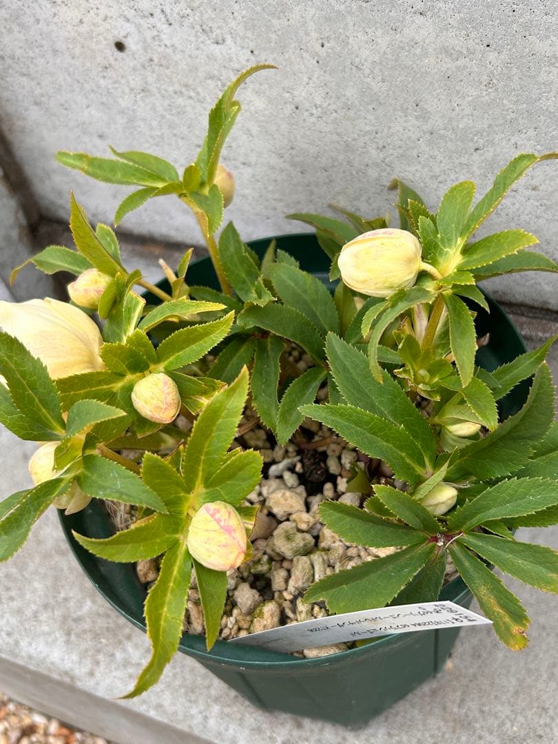 開花3蕾12　充実株　加藤農園　ddゴールド濃フラッシュ