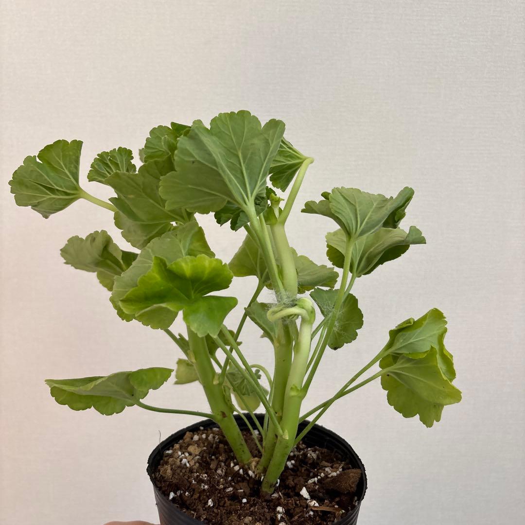 海外品種ゼラニウム　レア品種ゼラニウム　超珍しいゼラニウム　RB01