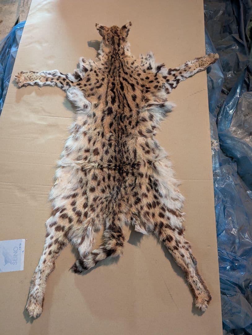 サーバルキャット　毛皮