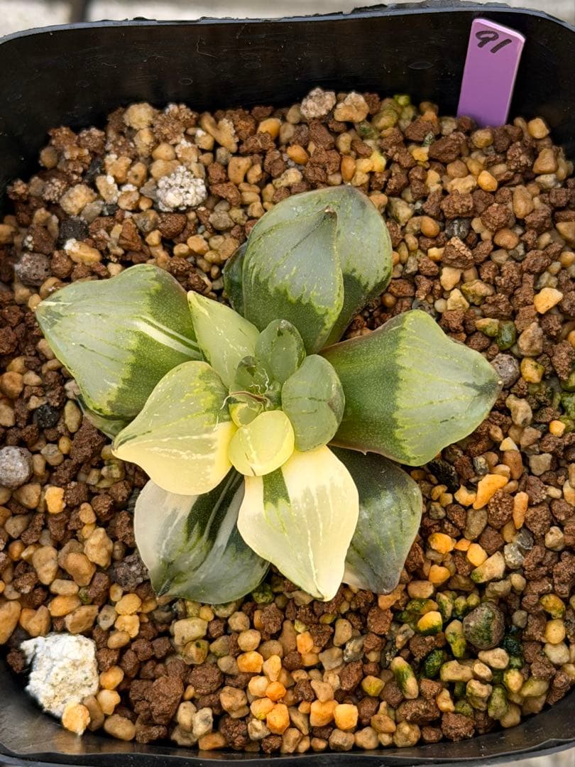 ハオルチア　裏般若錦　美株斑