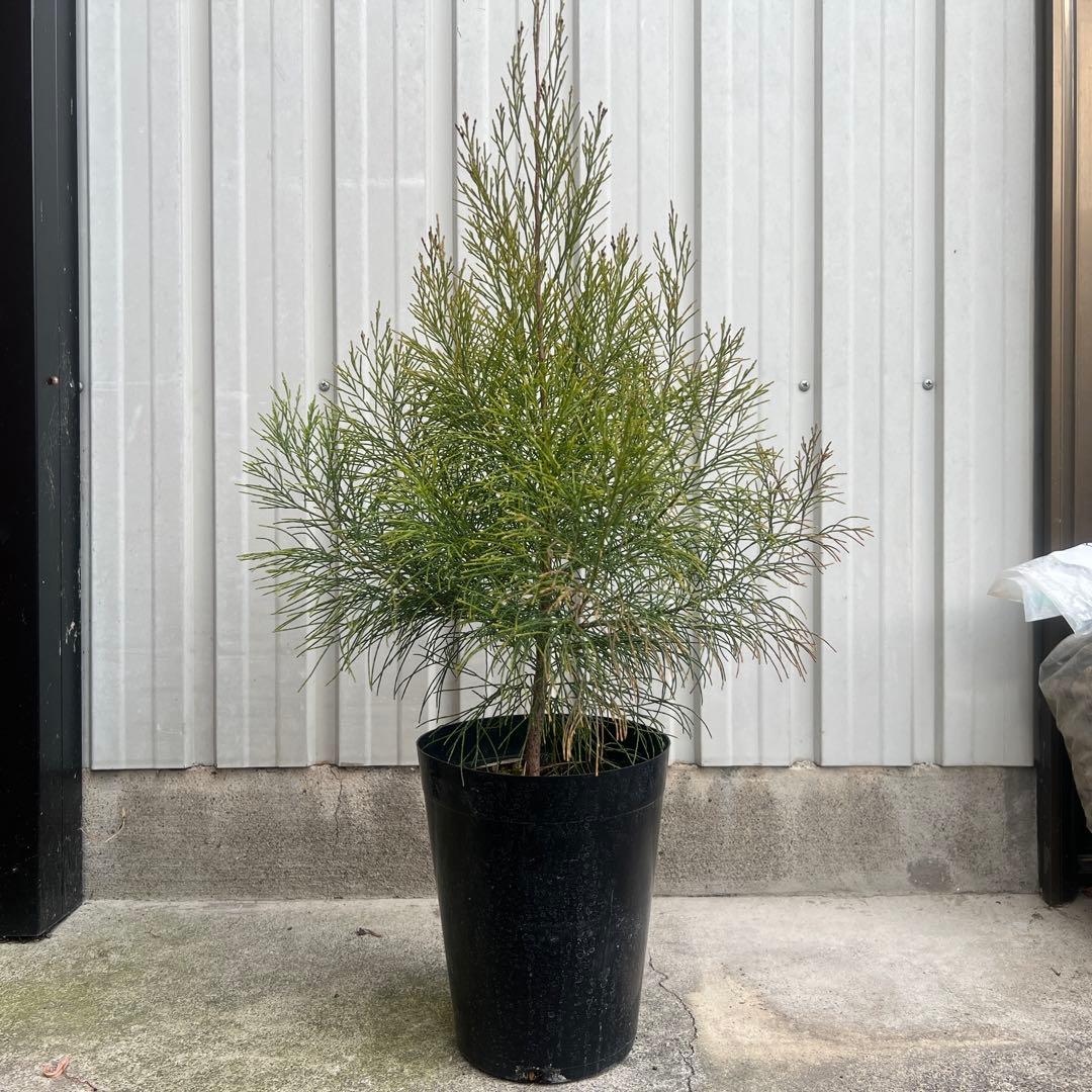 ☆珍しい植物/ディーンツリー・パイン・ブラウンシュガー/クリスマスツリーにも☆