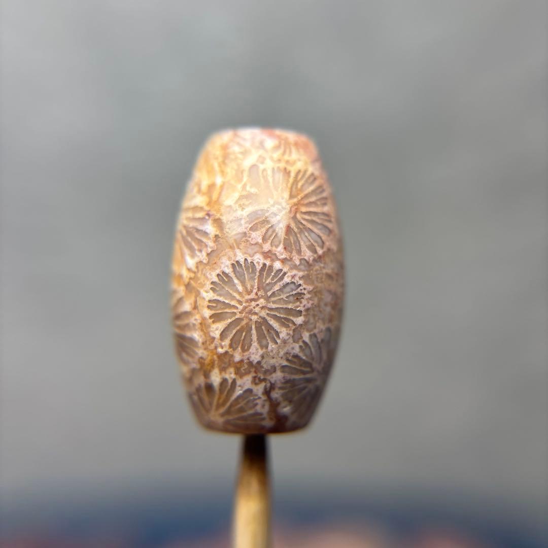 あずきちゃんフォッシルコーラル　天珠　1-303