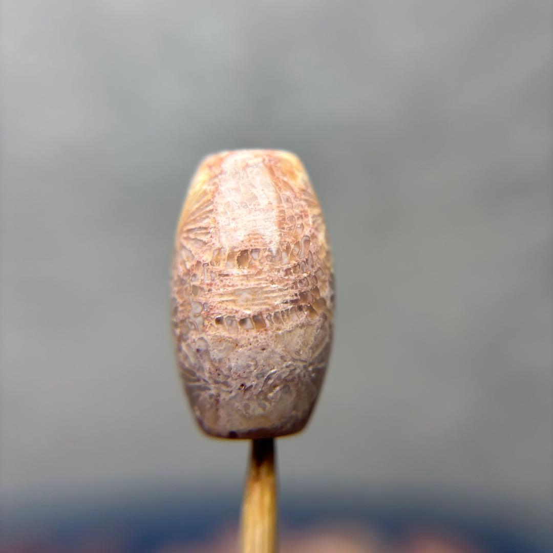 あずきちゃんフォッシルコーラル　天珠　1-303