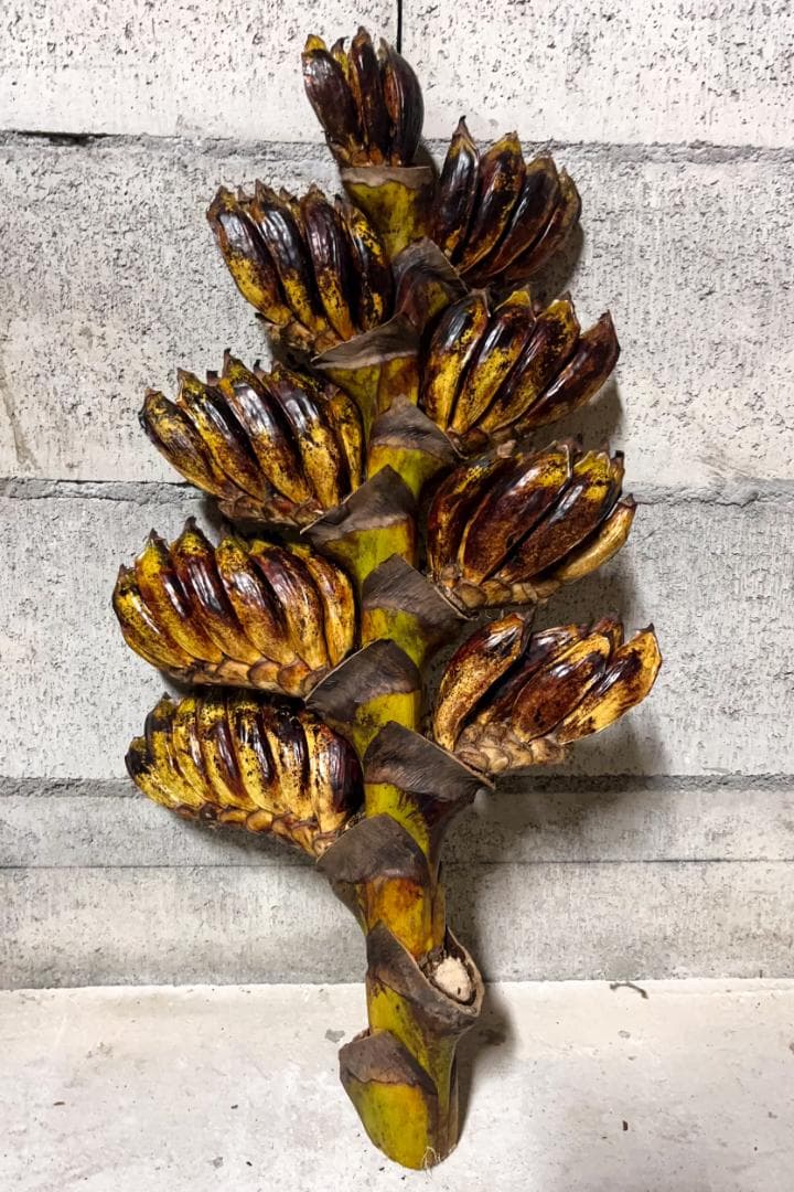 タビビトノキ 種子 丸ごと 3 旅人の木 青い種 開いてからのお楽しみ