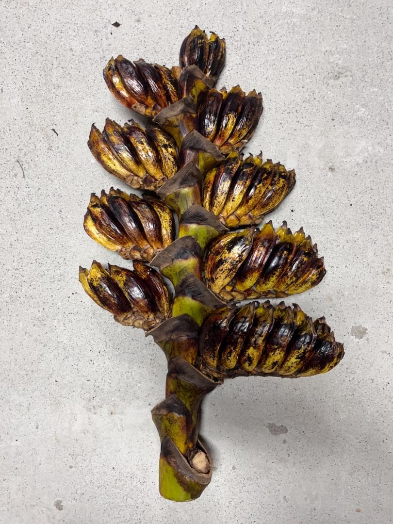 タビビトノキ 種子 丸ごと 3 旅人の木 青い種 開いてからのお楽しみ