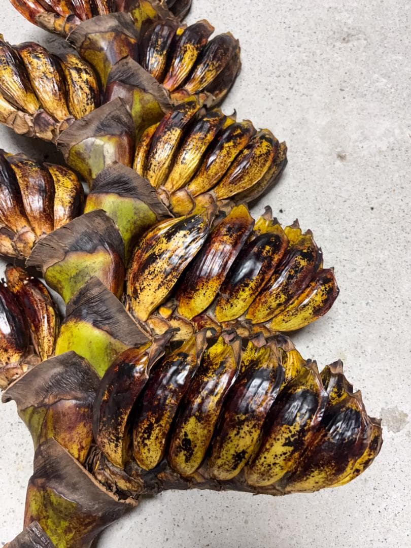 タビビトノキ 種子 丸ごと 3 旅人の木 青い種 開いてからのお楽しみ