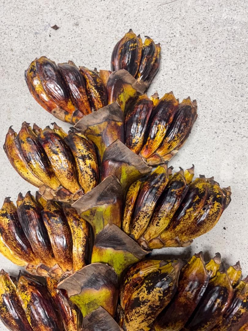 タビビトノキ 種子 丸ごと 3 旅人の木 青い種 開いてからのお楽しみ